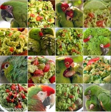 Parrot or guacamole? (Twitter)