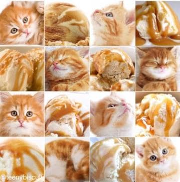 Cat or ice cream? (Twitter)