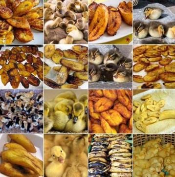 Duckling or plantain? (Twitter)