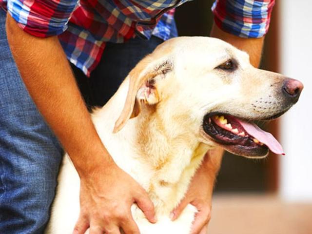 A local woman in Bengaluru reportedly attacked eight puppies of a stray dog to ‘teach the dog a lesson’. Locals registered a case against the woman who was arrested by police. (HT File Photo) A local woman in Bengaluru reportedly attacked eight puppies of a stray dog to ‘teach the dog a lesson’. Locals registered a case against the woman who was arrested by police. (HT File Photo)