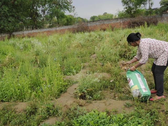 Professionals in the city taking up farming to grow organic food, in Noida, India, on Monday, March 14, 2016. They grow different kinds of pulses and vegetables in their farms. (Photo by Burhaan Kinu / Hindustan Times)(Hindustan Times)