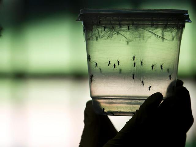 The deadly Zika virus is affecting newborns in 38 countries.(AFP) The deadly Zika virus is affecting newborns in 38 countries.(AFP)