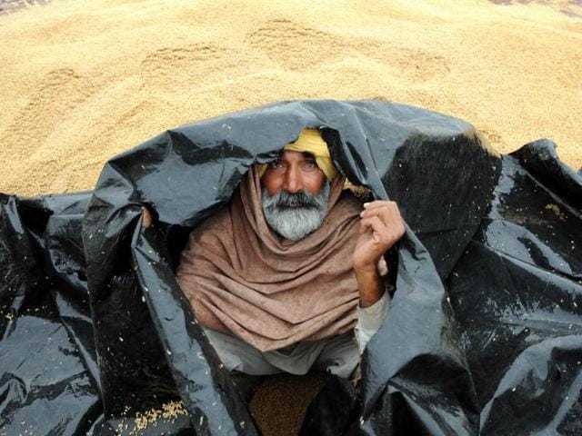 A farmer protecting himself with a plastic sheet during rainfall at Mehmadpur village open grain market in Patiala district. (Bharat Bhushan/HT File Photo) A farmer protecting himself with a plastic sheet during rainfall at Mehmadpur village open grain market in Patiala district. (Bharat Bhushan/HT File Photo)