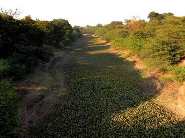 Around 1,100 trees were felled in the forest area along the Sutlej-Yamuna Link (SYL) canal in this district to fill the canal on March 16 and 17, a forest department official said. (HT Photo) Around 1,100 trees were felled in the forest area along the Sutlej-Yamuna Link (SYL) canal in this district to fill the canal on March 16 and 17, a forest department official said. (HT Photo)