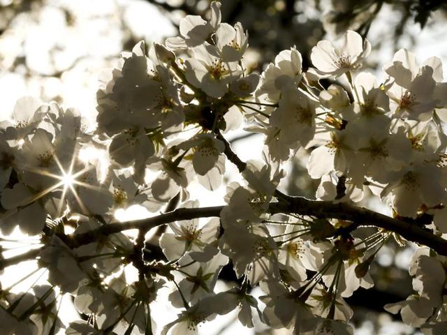 Sun rays shine through a branch with the famed cherry blossoms, the national flower of Japan, in the Imperial Palace in Tokyo, Japan, March 25, 2016. (REUTERS)