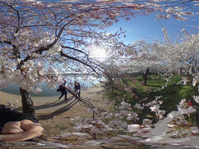 People walk along the Tidal Basin (partially man-made reservoir between the Potomac river and the Washington Channel in Washington, DC) admiring the blooming cherry blossoms in Washington, DC in this panoramic image. (AFP)