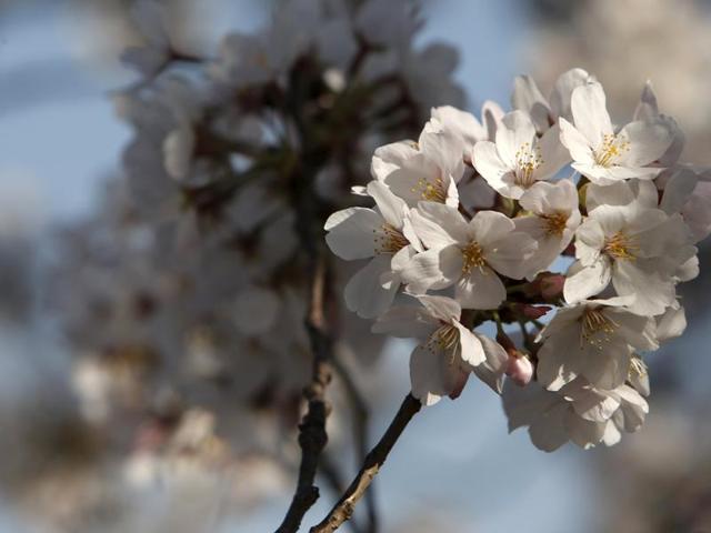 A view of some of the famed cherry blossoms, some dating back to a gift from Japan to the USA in the early 1900’s, blooming in Washington, March 24, 2016. (REUTERS)