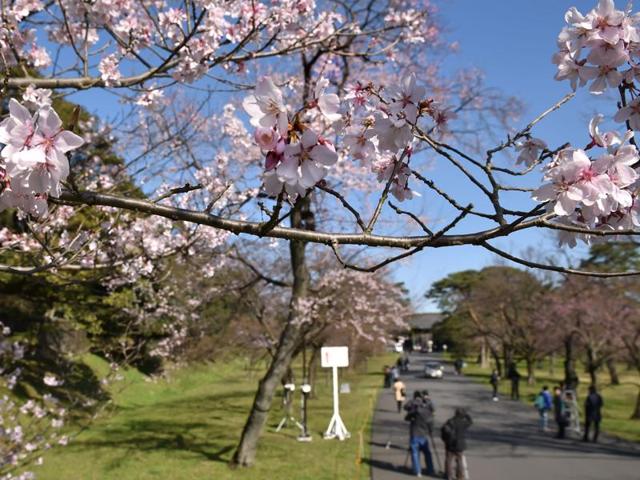 Visitors admire at flowers along Inui Street at the Imperial Palace in Tokyo on March 25, 2016. (AFP)