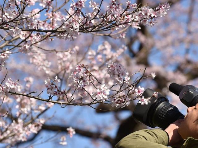 The street for cherry blossom viewing will be opened to the public until March 31. (AFP)