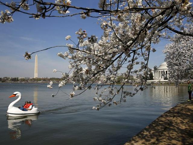 People paddle a swan-shaped boat as visitors walk along the Tidal Basin. (REUTERS)