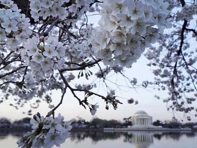 In Japan, cherry blossoms symbolise clouds as they flower in clusters. Also, they are a metaphor for the ephemeral nature of life. (AFP)