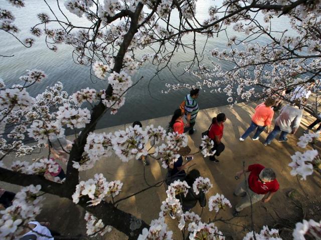 Visitors walk along the Tidal Basin, March 24, 2016. (REUTERS)