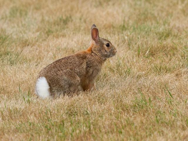 (Representative image) Ten thousand rabbits were shot in the 24-hour “bunny hunt” in New Zealand.(Picture courtesy: Shutterstock)
