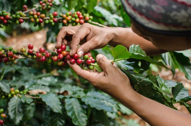 Robusta is a relatively low quality coffee bean, but is stronger than Arabica, which is bigger and known for its flavour. (Shutterstock) Robusta is a relatively low quality coffee bean, but is stronger than Arabica, which is bigger and known for its flavour. (Shutterstock)