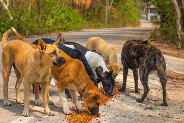 If you don’t have a particular love for stray dogs, try and explain to a dog-loving neighbour, with patience and no yelling, that it’s not good to cause a mess outside your house, because you and your kids have a right to a safe, peaceful and clean existence, without having to force-feel love for another species. (Shutterstock) If you don’t have a particular love for stray dogs, try and explain to a dog-loving neighbour, with patience and no yelling, that it’s not good to cause a mess outside your house, because you and your kids have a right to a safe, peaceful and clean existence, without having to force-feel love for another species. (Shutterstock)