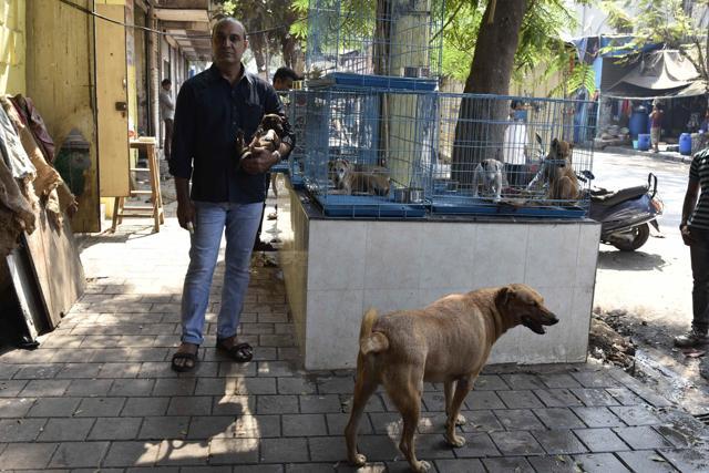 Businessman Jayesh Shah’s veterinary clinic ensures that every stray dog they treat is vaccinated and sterilised. All treatment is free. (Vidya Subramanian/ HT Photos)