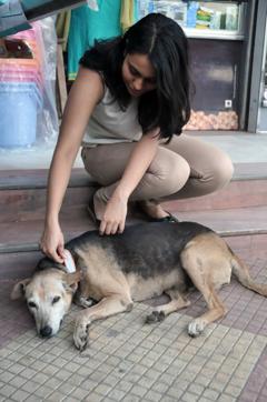Once a month, Motopaws volunteers fan out to put collars on strays with the help of local activists. They target one area at a time, conducting repeat visits to check that the collars haven’t fallen off. (HT Photo)