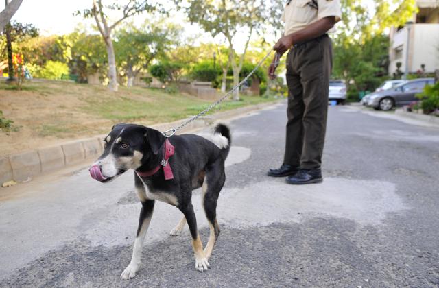 Twenty of the stray dogs have been trained to accompany security guards on their rounds; the guards also feed them and walk them; once-terrified residents now play with them. (Abhinav Saha/HT Photo) Twenty of the stray dogs have been trained to accompany security guards on their rounds; the guards also feed them and walk them; once-terrified residents now play with them. (Abhinav Saha/HT Photo)