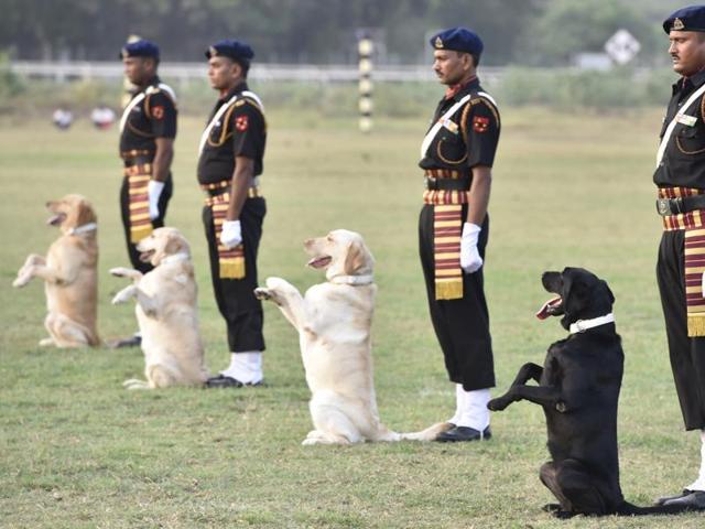 Not a paw out of line for this batch of Labradors. (Anshuman Poyrekar/ HT)