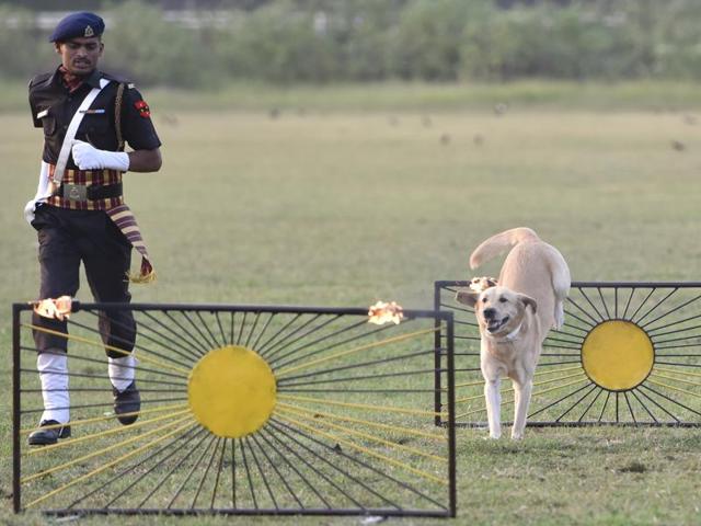 A Labrador backs itself to scale the next obstacle. (Anshuman Poyrekar/ HT)