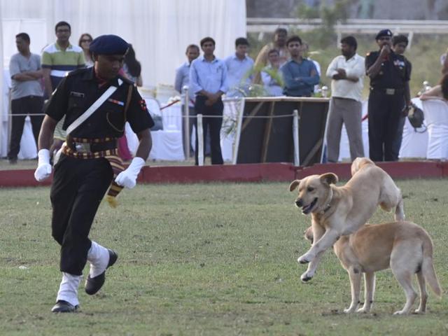 Dogs from the 25 Army Dog Unit, under Santosh PV from Southern Command Pune, perform a stunt during the 69th Annual Horse Show and Polo Tournaments 2016 - Southern Command Polo Cup at Mahalaxmi Race Course in Mumbai on Saturday. (Anshuman Poyrekar/ HT)