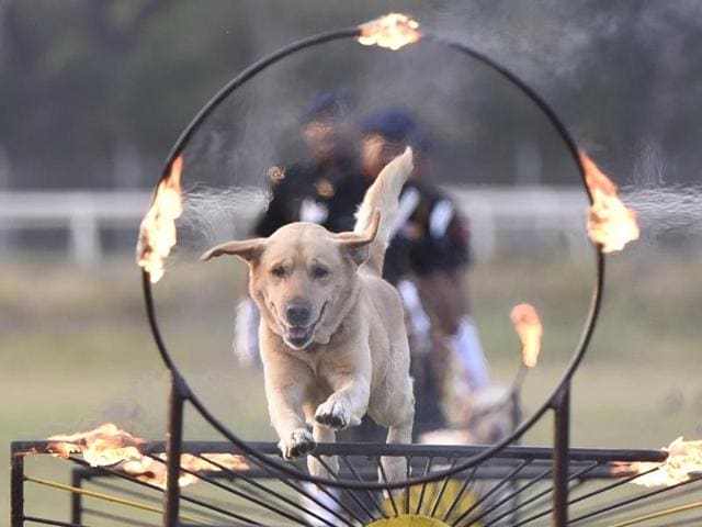 A Labrador in full flight as it jumps through a hoop of fire at the show. (Anshuman Poyrekar/ HT)