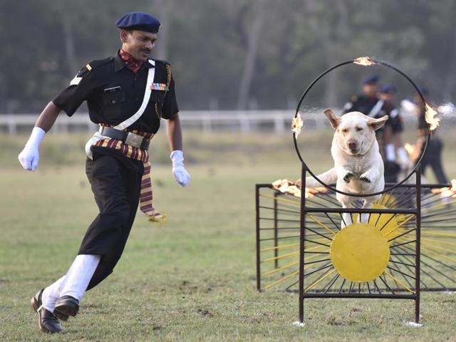 This dog makes light work of the obstacle course at the dog show. (Anshuman Poyrekar/ HT)