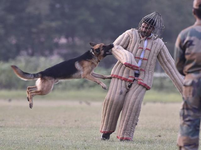 A German shepherd showcases its attacking prowess at the dog show. (Anshuman Poyrekar/ HT)
