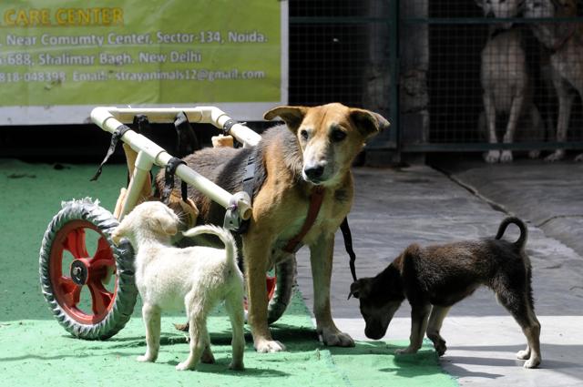 Veterinary doctors, however, said that the reliability of such a walker has to be tested over a period of time. (HT Photo) Veterinary doctors, however, said that the reliability of such a walker has to be tested over a period of time. (HT Photo)