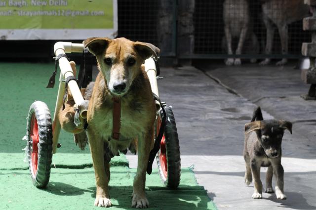 “We don’t have a manufacturing unit for this. It was an invention which is a result of our love for canines and other animals. We want people to know about this. We are not going to make profits from this. It is purely for animal welfare,” Mohapatra said. (HT Photo) “We don’t have a manufacturing unit for this. It was an invention which is a result of our love for canines and other animals. We want people to know about this. We are not going to make profits from this. It is purely for animal welfare,” Mohapatra said. (HT Photo)