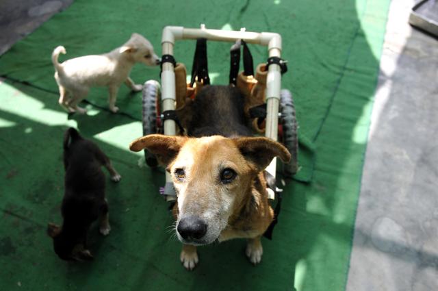 Singh, who contributed to the invention, said it was not an easy task to make a cheaper and lighter version of the walker, which is available in the market. (HT Photo) Singh, who contributed to the invention, said it was not an easy task to make a cheaper and lighter version of the walker, which is available in the market. (HT Photo)