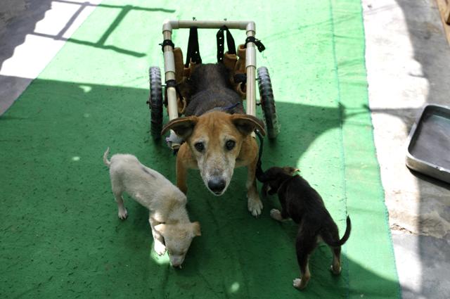 The dog had a fractured spine which had rendered her unable to walk. “After rescuing the dog and her pups from Delhi, our biggest challenge was to keep her alive. Two of our activists --- Abhishek Singh and Shubham Upadhyay --- took up the challenge of getting the dog back on her feet. They worked day and night, and came up with a light-weight affordable cart walker attachment to the dog, after which she started walking,” Mohapatra, who runs House of Stray Animals (HSA) at Sector 134, said. (HT Photo) The dog had a fractured spine which had rendered her unable to walk. “After rescuing the dog and her pups from Delhi, our biggest challenge was to keep her alive. Two of our activists --- Abhishek Singh and Shubham Upadhyay --- took up the challenge of getting the dog back on her feet. They worked day and night, and came up with a light-weight affordable cart walker attachment to the dog, after which she started walking,” Mohapatra, who runs House of Stray Animals (HSA) at Sector 134, said. (HT Photo)