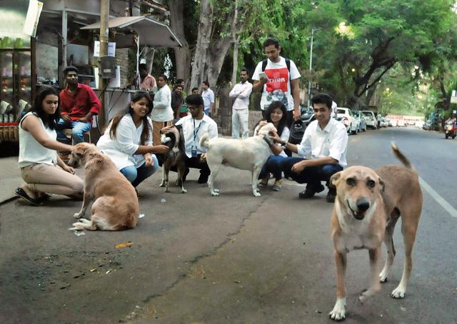 Flashy collars to rescue apps: How people are embracing stray dogs | Latest  News India - Hindustan Times