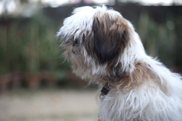 Do not tie their pet’s fur with rubber band which can be disastrous if the pet ends up eating it. (Photo: Akhil Verma) Do not tie their pet’s fur with rubber band which can be disastrous if the pet ends up eating it. (Photo: Akhil Verma)