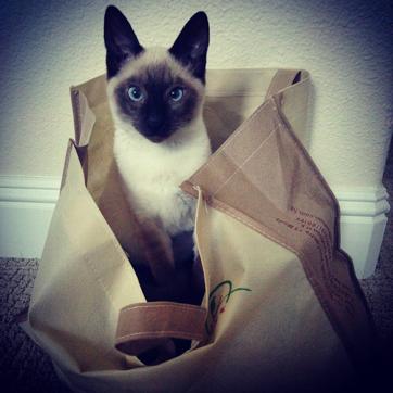 The cat’s in the bag (Photo: Nilayan Sharma) The cat’s in the bag (Photo: Nilayan Sharma)