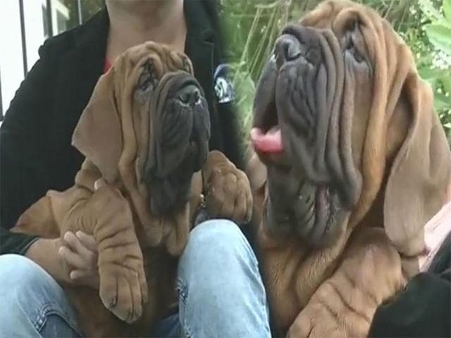 <p>Satish S, a Bengaluru-based breeder and president of Indian Dog Breeders' Association, claims to be India's first owner of the rare dog breed Korean Dosa mastiffs. The two pups - one male and one female- have been imported from China and cost an eye-popping Rs. 1 crore each. The two pups were picked up from the airport on Monday - one in a Rolls Royce and another in a Range Rover. Satish will also be shedding out a lump some each month as the dogs rely on raw meat and are pretty high maintenance. </p>