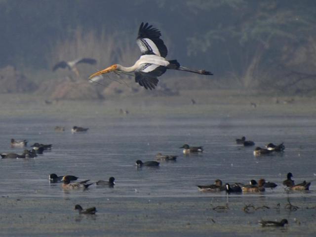 Birds from Europe, Russia, China and Gulf countries were also spotted in the park. They have already started migrating.(Parveen Kumar/HT File Photo) Birds from Europe, Russia, China and Gulf countries were also spotted in the park. They have already started migrating.(Parveen Kumar/HT File Photo)