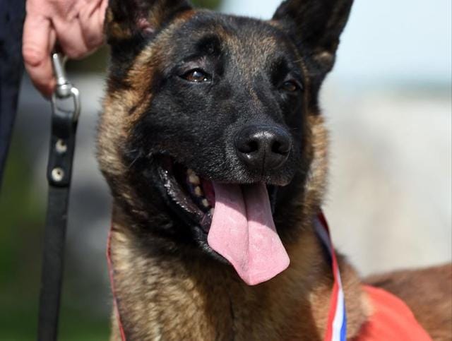 Malinois of the French National Police, named "Choc", poses after receiving the Honour medal of the French National Police.(AFP)