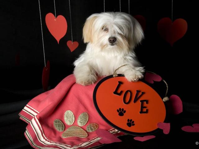 Many petlovers in the city are making their portfolios to record the memories of their pet(Photo: Meher Malhotra Kamat) Many petlovers in the city are making their portfolios to record the memories of their pet(Photo: Meher Malhotra Kamat)