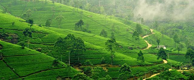 (Photo courtesy: Wikipedia Commons ) (Photo courtesy: Wikipedia Commons )