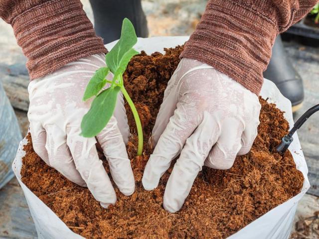 Your plants might need more water during the summer(Photo: Shutterstock) Your plants might need more water during the summer(Photo: Shutterstock)