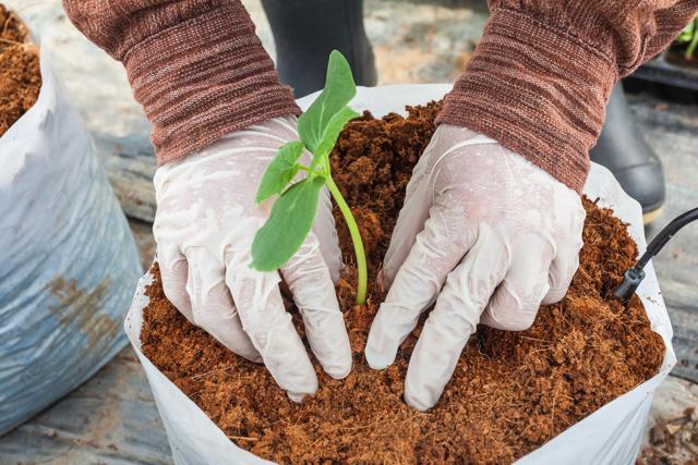 Cocopeat helps in retaining water for a longer period of time (Photo: Shutterstock) Cocopeat helps in retaining water for a longer period of time (Photo: Shutterstock)