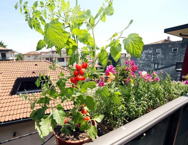 Tomato is a warm season crop, making it ideal to grow in summer (Photo: Shutterstock) Tomato is a warm season crop, making it ideal to grow in summer (Photo: Shutterstock)