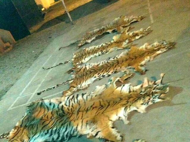 Madhya Pradesh has reported the highest tiger mortality so far this year, recording the first death in Pench on January 2. (Pic for representation only) Madhya Pradesh has reported the highest tiger mortality so far this year, recording the first death in Pench on January 2. (Pic for representation only)