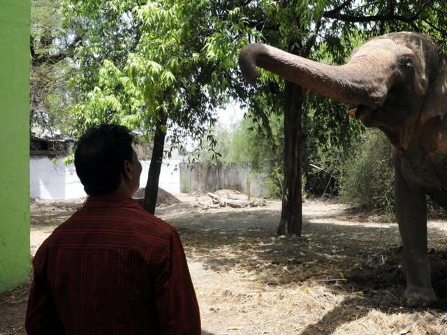 Elephant Moti at Indore Zoo. (Shankar Mourya/ HT file photo) Elephant Moti at Indore Zoo. (Shankar Mourya/ HT file photo)