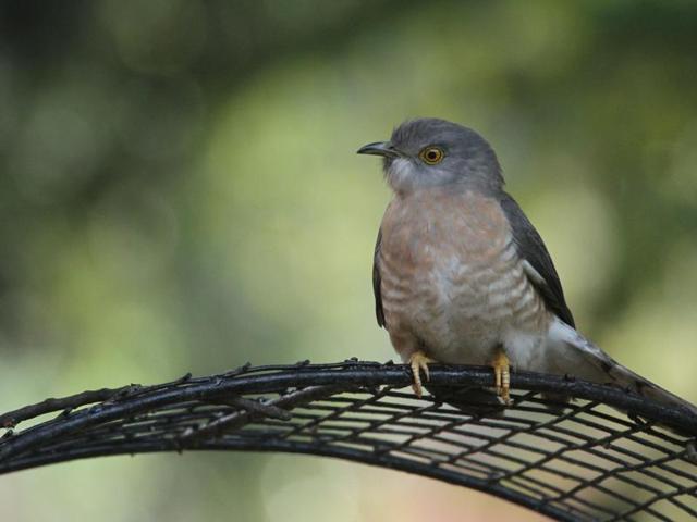 Common Hawk Cuckoo: A resident breeder, it is usually heard only during summers. (Rima Dhillon /HT Photo )