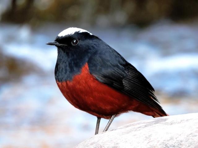 White-capped redstart: A resident breeder in the region, it is found near streams and rivers. (BK Goel/HT Photo )
