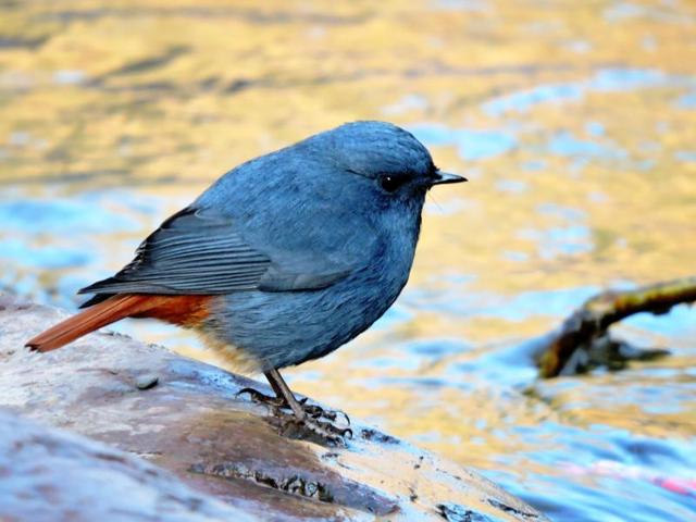 Plumbeous water redstart: A resident, it is found near mountains streams and rivers (BK goel/HT Photo )