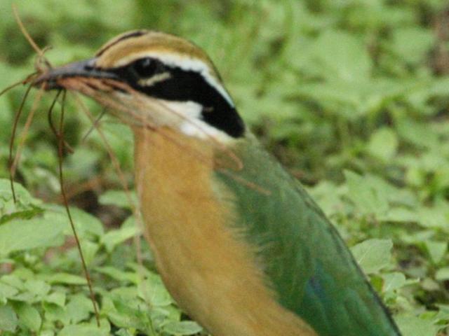 Indian Pitta: it is a summer migrant for breeding and spends winters in south India and Sri lanka. Nauranga in Hindi and Punjabi , it is a beautifully coloured bird. (Rima Dhillon /HT Photo )