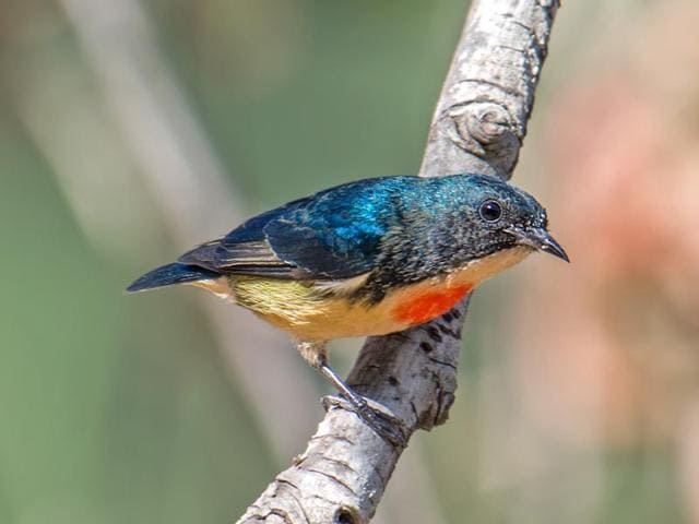 A resident breeder in the region, it is a small nectar- sipping bird with beautiful colours. Birdwatchers of Chandigarh and it’s adjoining areas showcase their prize cash through HT lens. (Rajive Das/HT Photo )